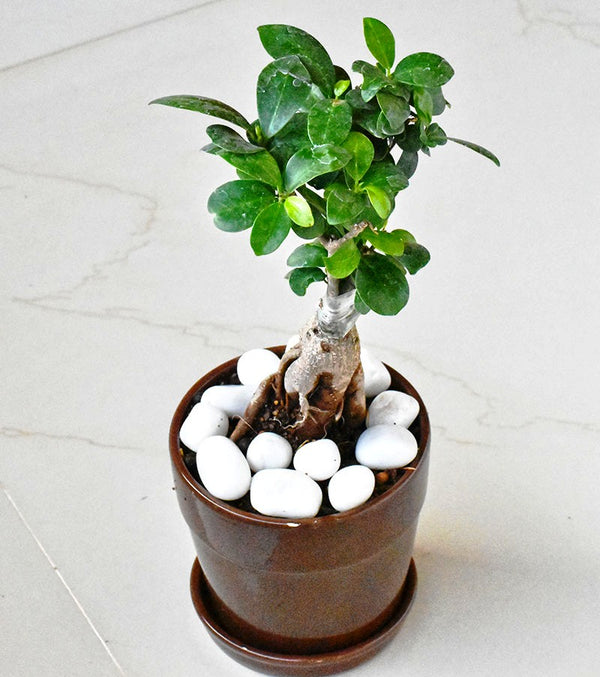 Beautiful Live Grafted Ficus Bonsai Tree