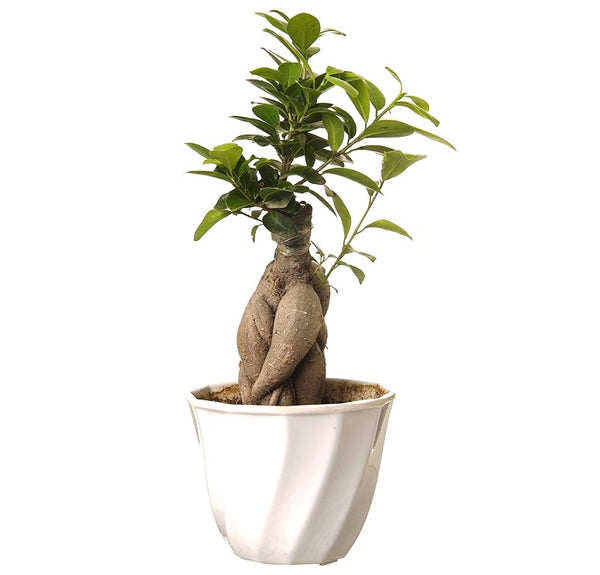 Beautiful Live Grafted Ficus Bonsai Tree