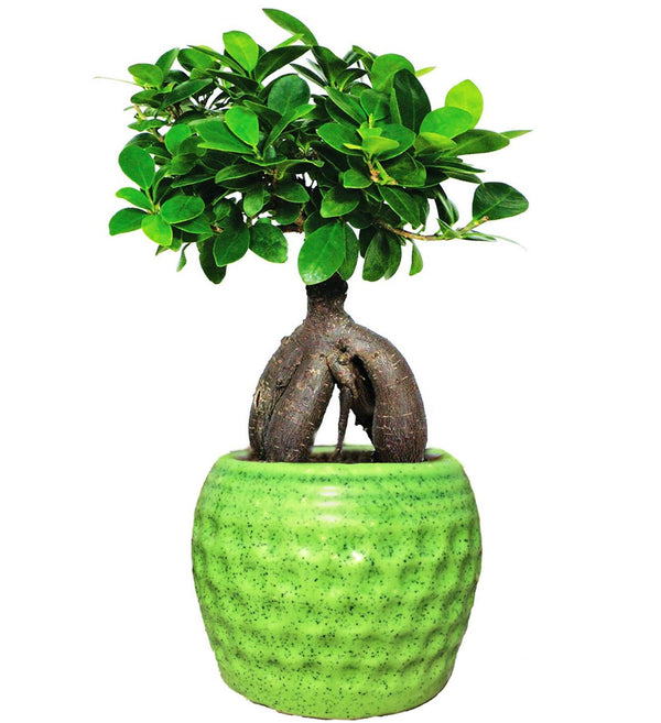 Beautiful Live Grafted Ficus Bonsai Tree
