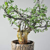 Gugal Tree commiphora wightii Gugal Bonsai Suitable Live Sapling Plant