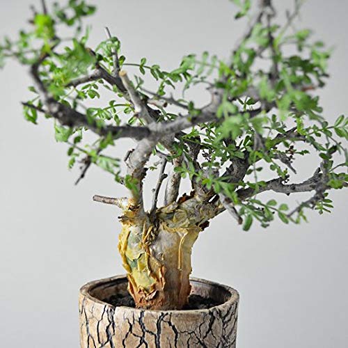 Gugal Tree commiphora wightii Gugal Bonsai Suitable Live Sapling Plant
