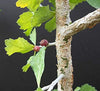 Live Guggul Commiphora Wightii Healthy Plant