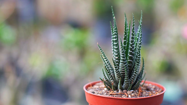 Haworthia Zebra Plant