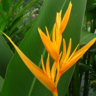 Heliconia bird of paradise Live healthy Plant-Green Paradise Live