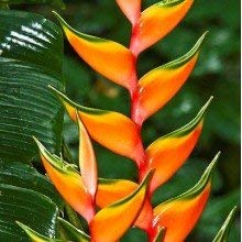 Heliconia Bihai Tropical Plants-Green Paradise Live