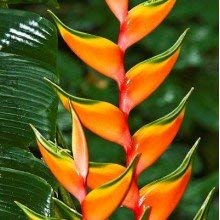 Heliconia Golden Torch plant bulbs positive energy and beautiful flowers giving Plant species. (pack of 3)