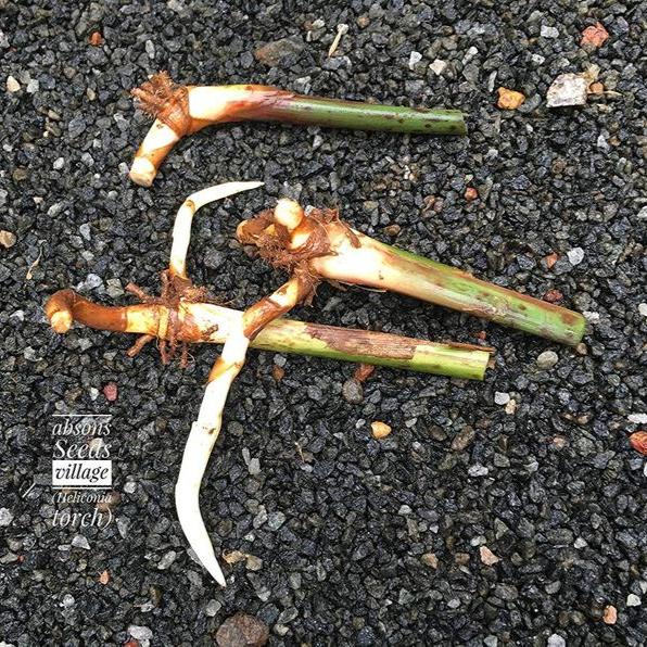 Heliconia Plant Bulbs Heliconia bihai x marginata 'Rauliniana' 5 Bulbs-Green Paradise Live