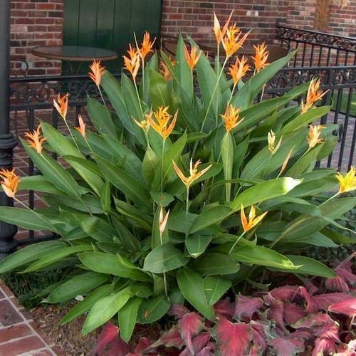 Rare Heliconia Wagneriana Live Plant Heliconia psittacorum Live Plant