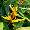 Heliconia bird of paradise Live healthy Plant-Green Paradise Live