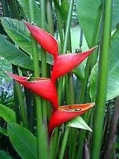 Green Paradise Live-Heliconia psittacorum (Golden Torch) Live plant (Healthy Plant)