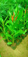 Heliconia psittacorum (Golden Torch) Live plant Heliconia psittacorum Live Plant