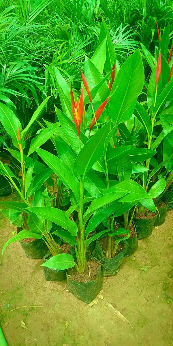 Heliconia psittacorum (Golden Torch) Live plant Heliconia psittacorum Live Plant