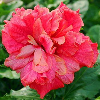 Green Paradise Red Hibiscus Double Petals (Fireball)