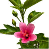Green Paradise Mini Pink Hibiscus Plant