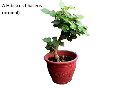 Hibiscus Tiliaceus Sapling Live Plant for Bonsai Training