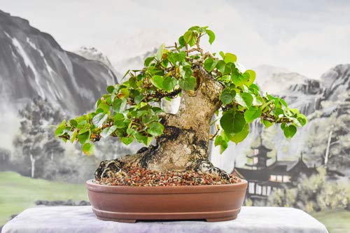 Hibiscus Tiliaceus Sapling Live Plant for Bonsai Training