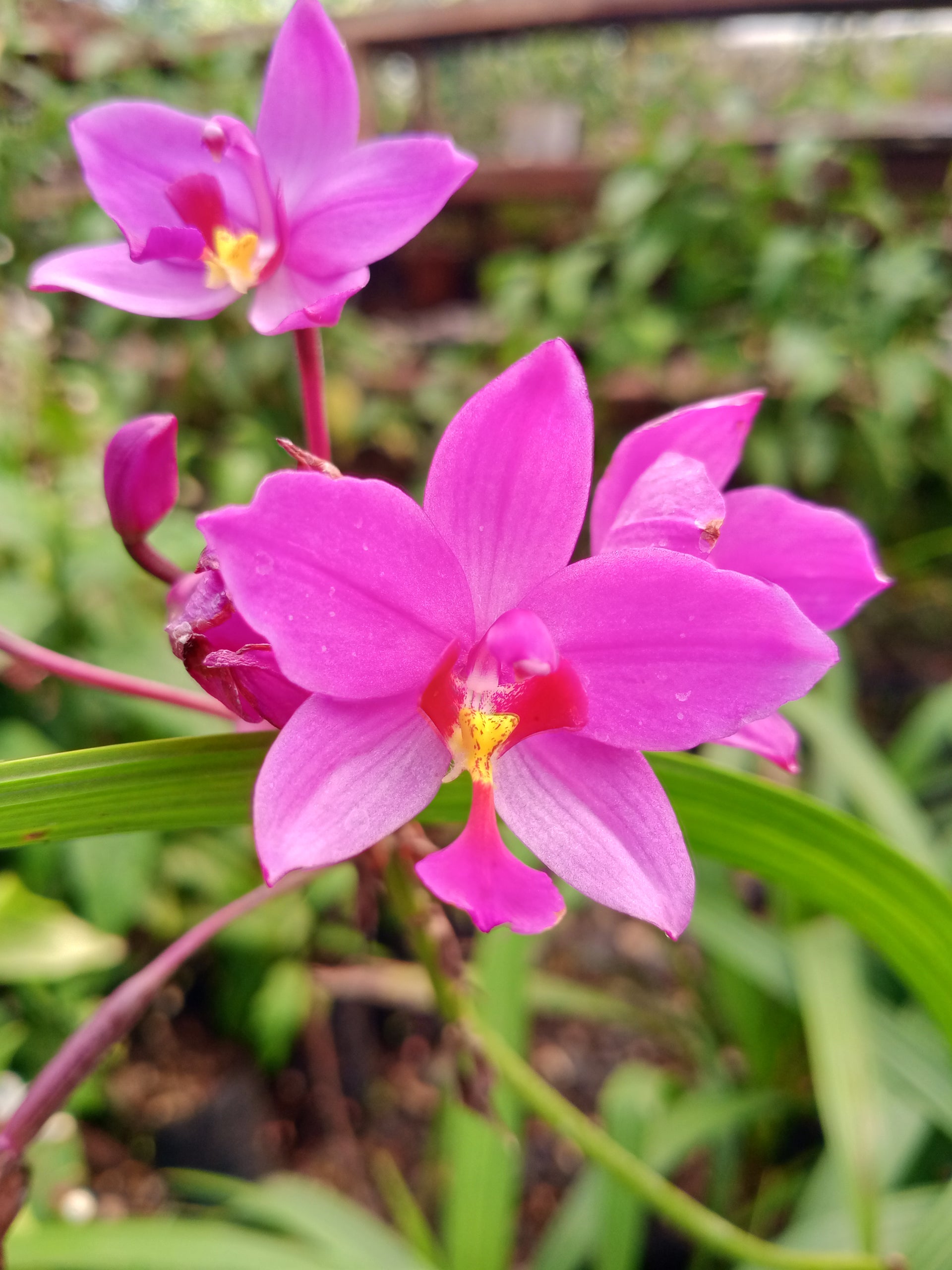 Purple Ground Orchid Bletilla  purple Flowering Plant