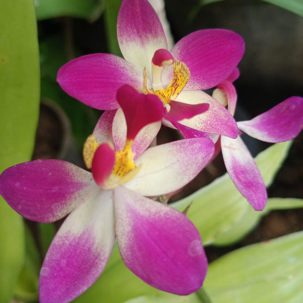 Green Paradise Land Orchid Exclusive New Color Live Plant