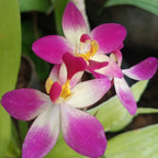 Green Paradise Land Orchid Exclusive New Color Live Plant