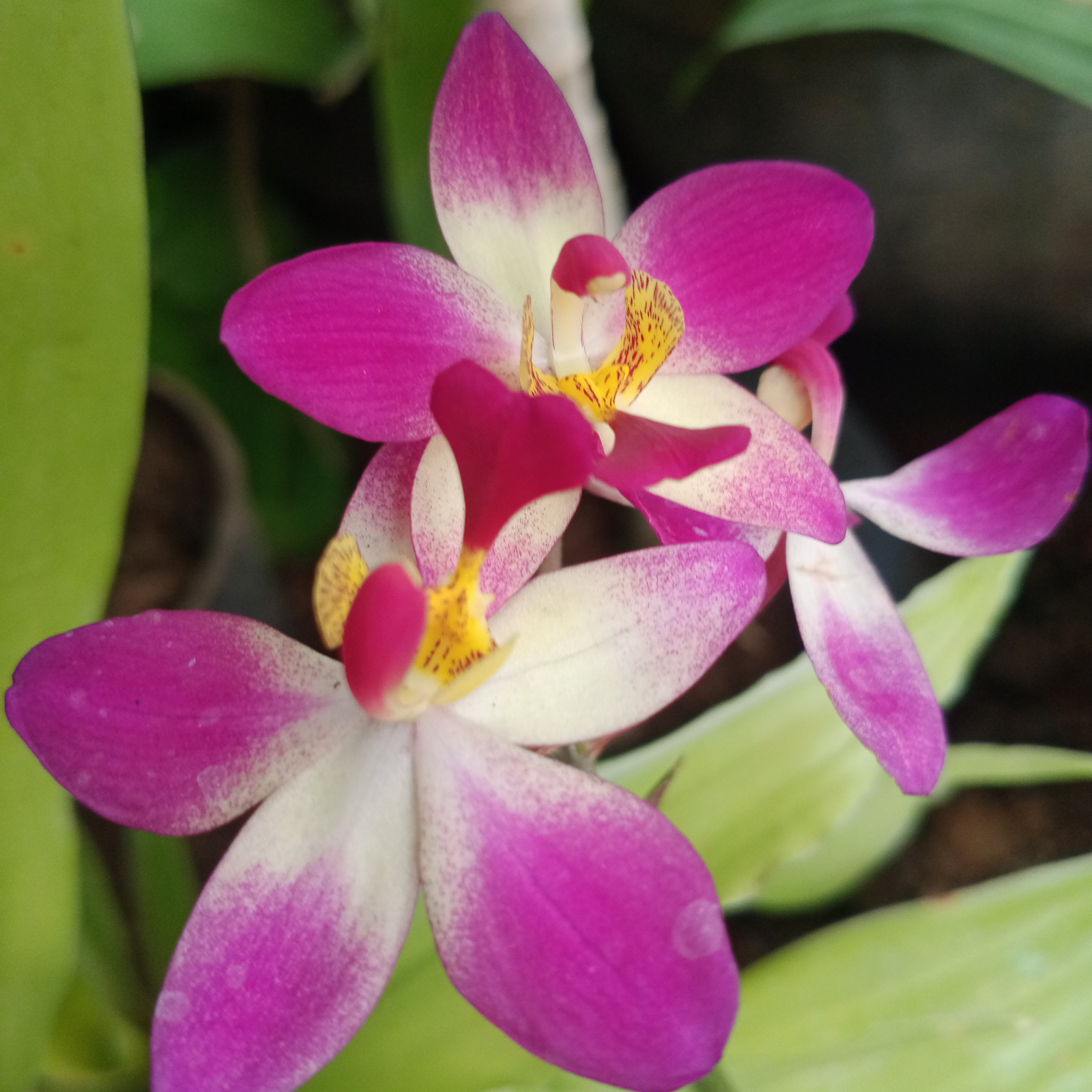 Green Paradise Land Orchid Exclusive New Color Live Plant