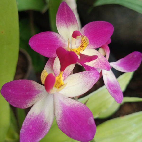 Green Paradise Land Orchid Exclusive New Color Live Plant