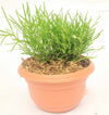 Mini Flowering Grass Suitable for mini Landscapes, fairy garden, potted garden, bonsai Landscapes & Land Covering