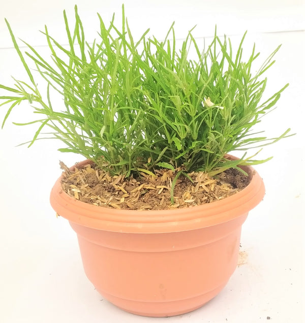 Mini Flowering Grass Suitable for mini Landscapes, fairy garden, potted garden, bonsai Landscapes & Land Covering