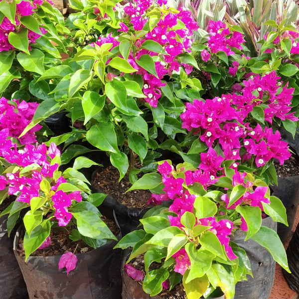 Bougainvillea New Torch GLory  Dark Pink