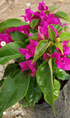 Bougainvillea New Torch GLory  Dark Pink