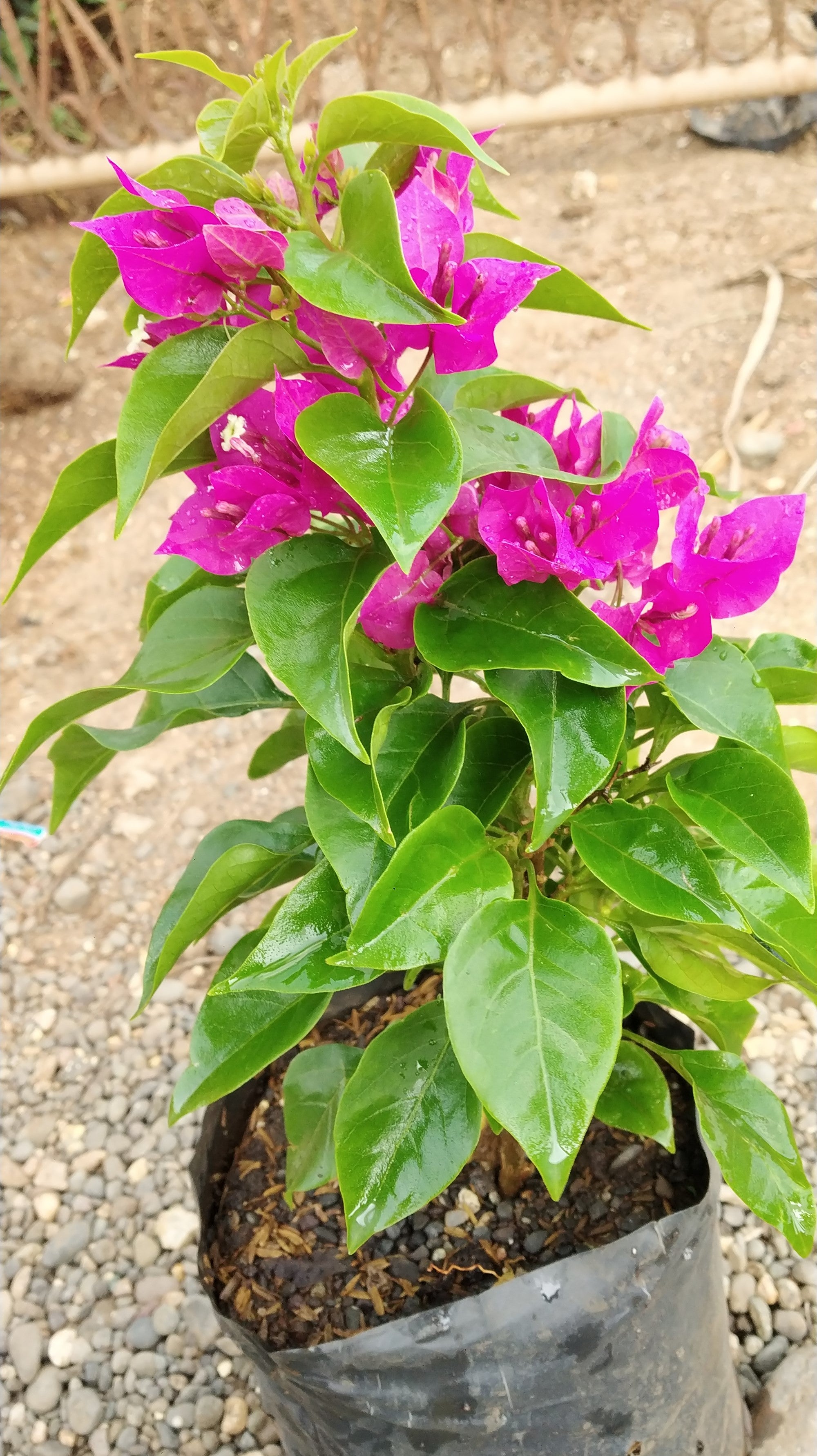 Bougainvillea New Torch GLory Dark Pink – GreenParadiseLive