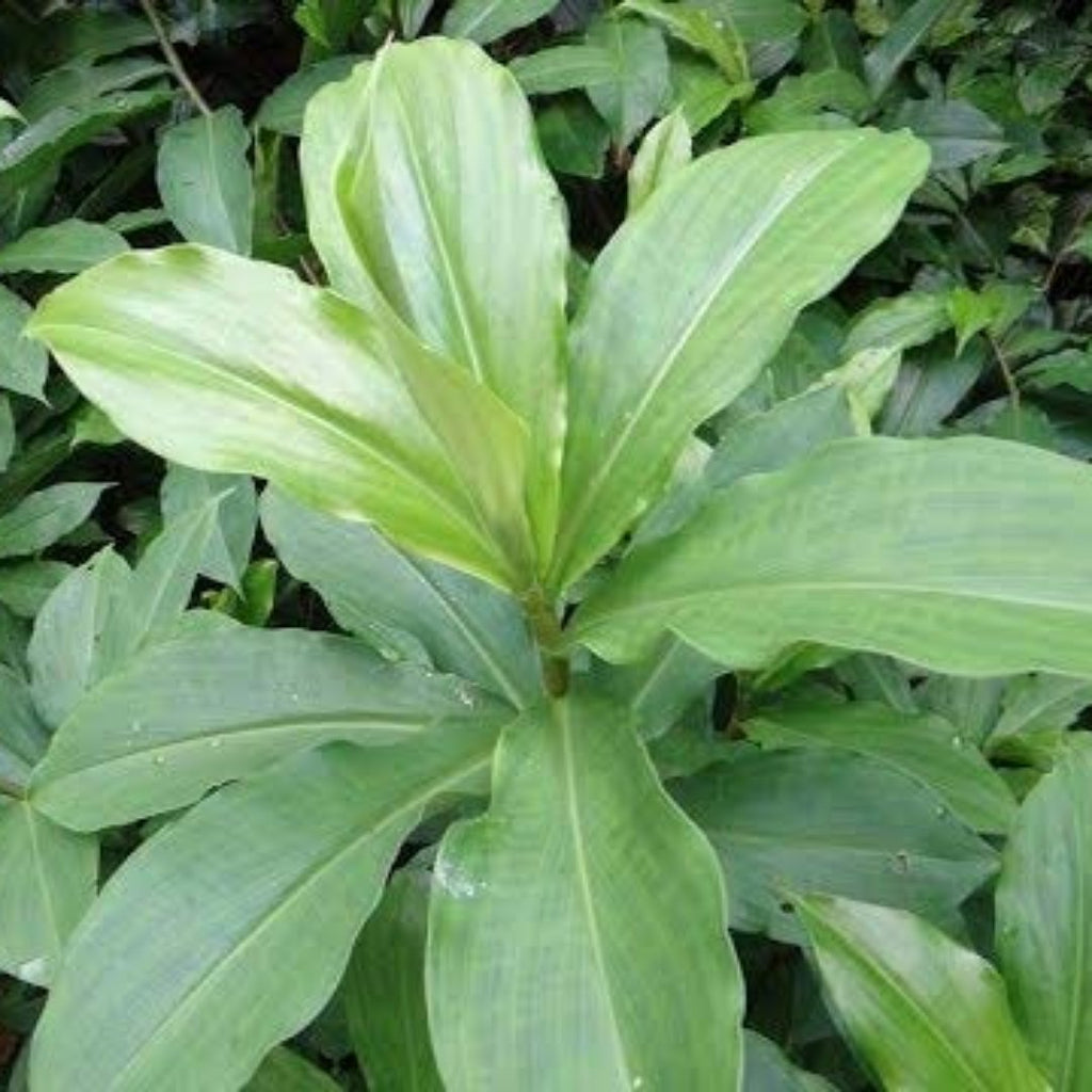Insulin Live Plant
