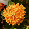 Ixora Yellow New Compact Flowering Ixora Plant With Beautiful Flowers