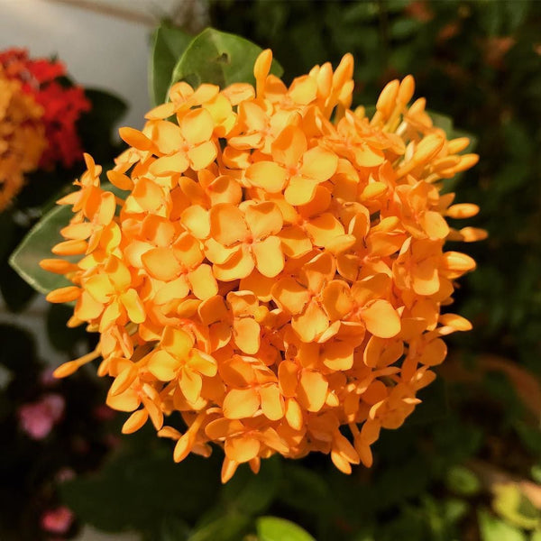 Ixora Yellow New Compact Flowering Ixora Plant With Beautiful Flowers