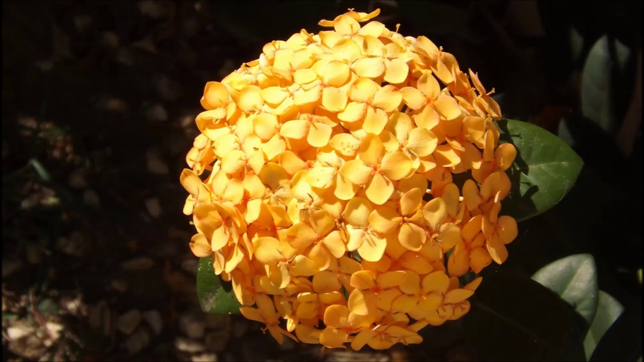 Ixora Yellow New Compact Flowering Ixora Plant With Beautiful Flowers