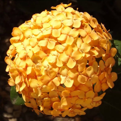 Ixora Yellow New Compact Flowering Ixora Plant With Beautiful Flowers