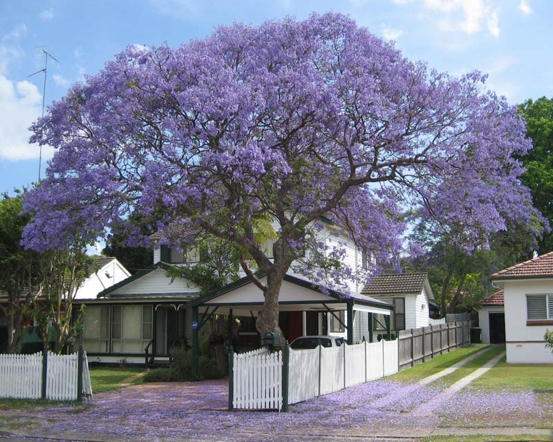 GREEN PARADISE® blue jacaranda tree F1 Quality seeds Pack Jacaranda mimosifolia Blue Shower Tree seeds Ornamental flowering tree seeds with free growing media (pack of 50 seeds)