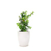 Jade Plant “Good Luck Plant” with Pot