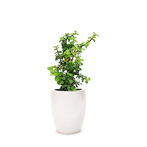 Green Paradise® Jade Plant “Good Luck Plant” with Pot