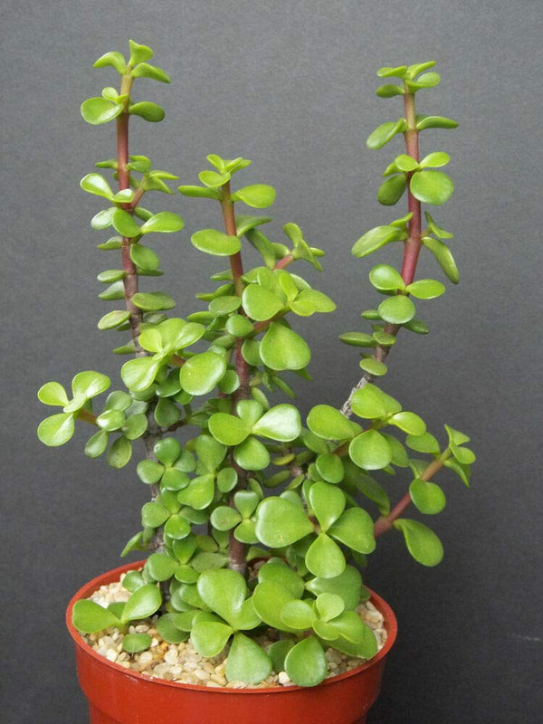 Green Paradise® Jade Plant “Good Luck Plant” with Pot
