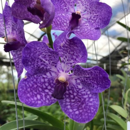 Jairak Blue Mokara Orchid