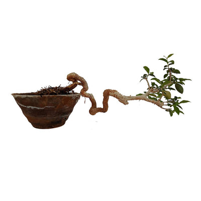 Malpighia Cherry Blossom Bonsai Tree Malpighia punicifolia, Dwarf Barbados Cherry Malpighia Mame Bonsai Live Plant