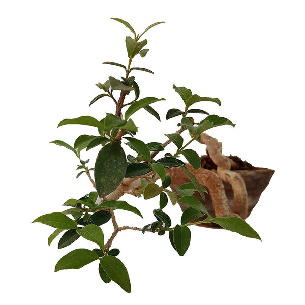 Malpighia Cherry Blossom Bonsai Tree Malpighia punicifolia, Dwarf Barbados Cherry Malpighia Mame Bonsai Live Plant