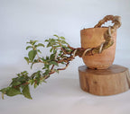 Malpighia Cherry Blossom Bonsai Tree Malpighia punicifolia, Dwarf Barbados Cherry Malpighia Mame Bonsai Live Plant