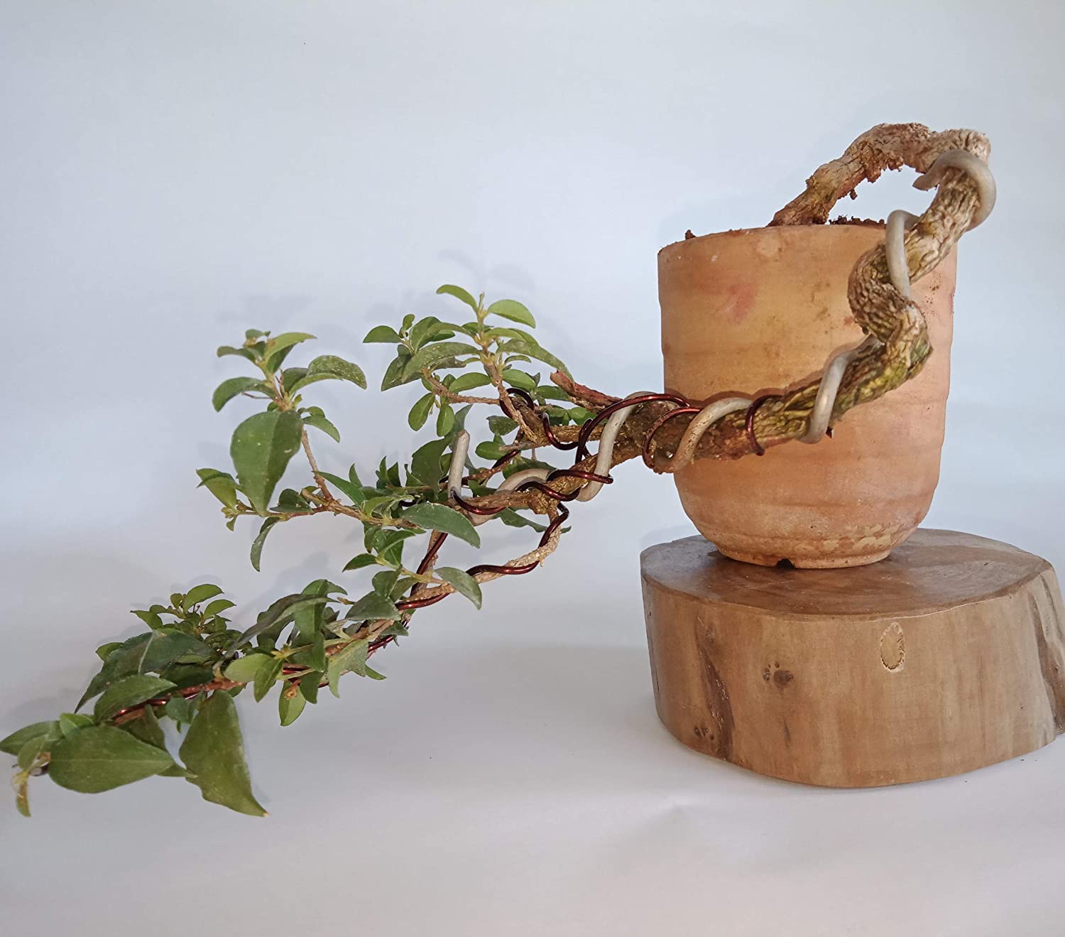 Malpighia Cherry Blossom Bonsai Tree Malpighia punicifolia, Dwarf Barbados Cherry Malpighia Mame Bonsai Live Plant