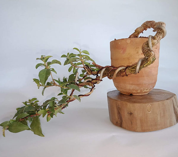 Malpighia Cherry Blossom Bonsai Tree Malpighia punicifolia, Dwarf Barbados Cherry Malpighia Mame Bonsai Live Plant