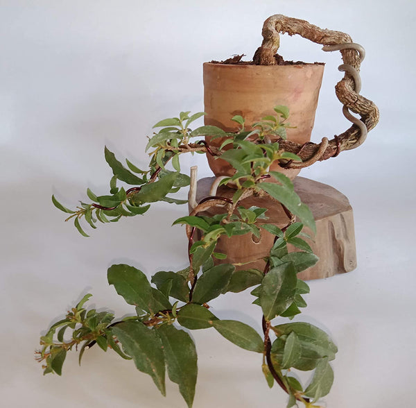 Malpighia Cherry Blossom Bonsai Tree Malpighia punicifolia, Dwarf Barbados Cherry Malpighia Mame Bonsai Live Plant