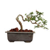 Malpighia Cherry Blossom Bonsai Tree Malpighia punicifolia, Dwarf Barbados Cherry Malpighia Mame Bonsai Live Plant