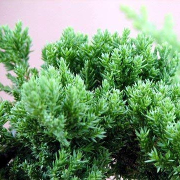 Chinese Juniper Tree suitable for bonsai