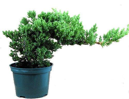 Juniper Prostata Pre Bonsai Sapling Tree