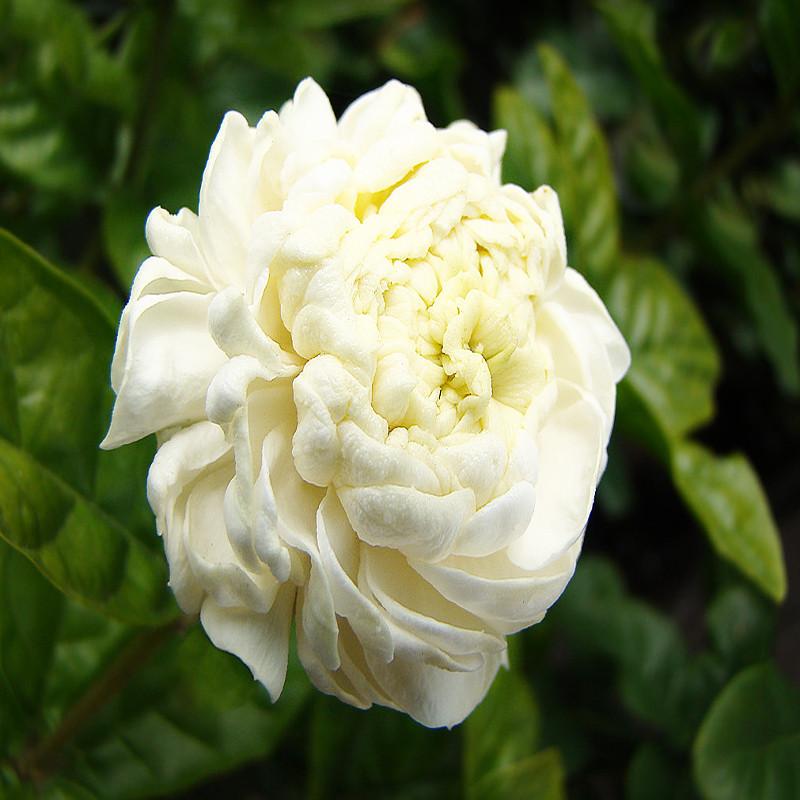 Mogra Plant Jasminum sambac Arabian Jasmine Double Petals Rose Shaped Big Flowers And Superb Fragrance